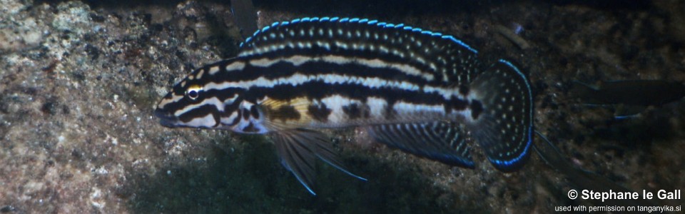 Julidochromis cf. regani 'Katabe Bay'
