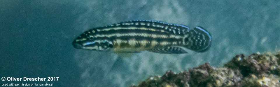 Julidochromis cf. regani 'Mawimbi'