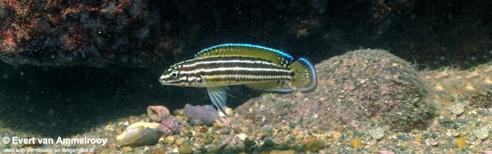 Julidochromis cf. regani (Zambia)