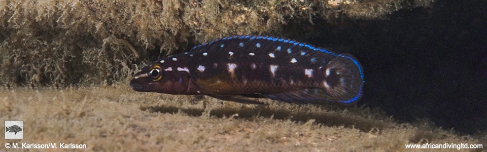 Julidochromis sp. 'transcriptus tanzania' Muzi