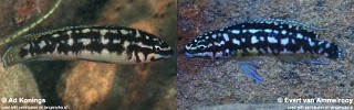 Julidochromis sp. 'katoto'