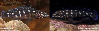 Julidochromis sp. 'kombe'