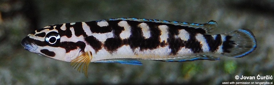 Julidochromis sp. 'transcriptus kalemie' Kalemie