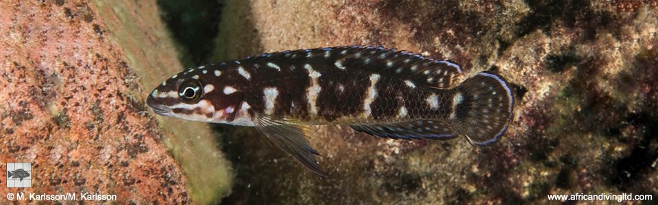 Julidochromis sp. 'transcriptus tanzania' Kasano River