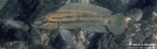 Julidochromis sp. 'unterfels'