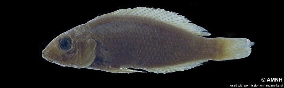 Lamprologus finalimus (holotype)