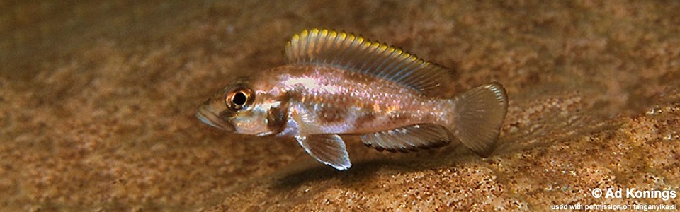 Lamprologus lemairii 'Chikalakate'<br><font color=gray>Lepidiolamprologus lemairii 'Chikalakate'</font> 