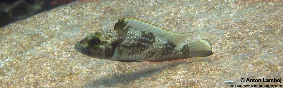 Lamprologus lemairii (unknown locality)<br><font color=gray>Lepidiolamprologus lemairii</font> 