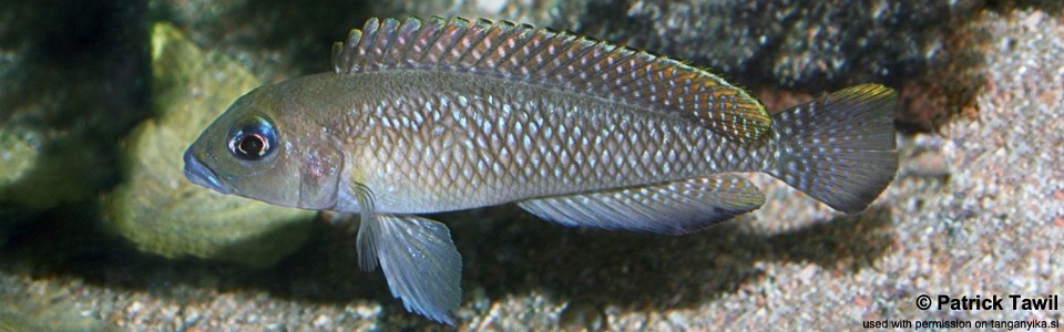 Lamprologus sp. 'ornatipinnis congo' (DR Congo)
