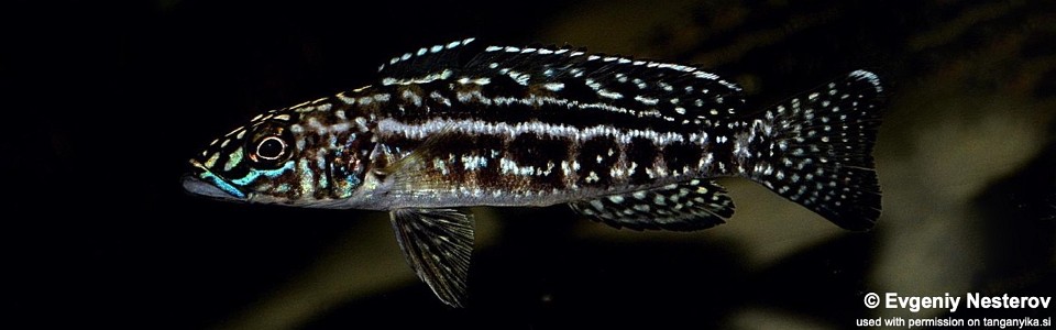 Lepidiolamprologus kendalli (unknown locality)