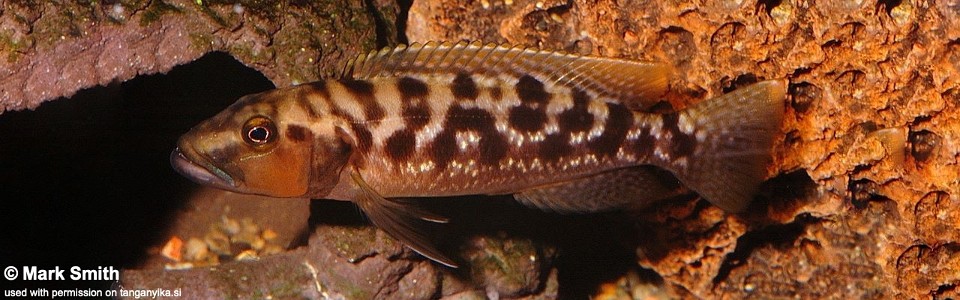 Lepidiolamprologus cf. mimicus (unknown locality)