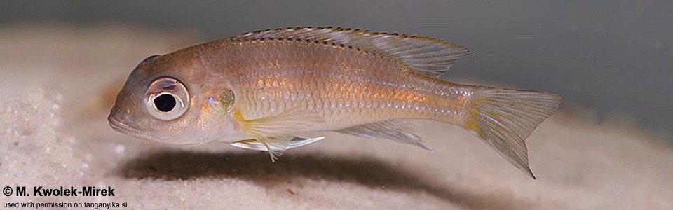 Limnochromis auritus 'Chituta Bay'