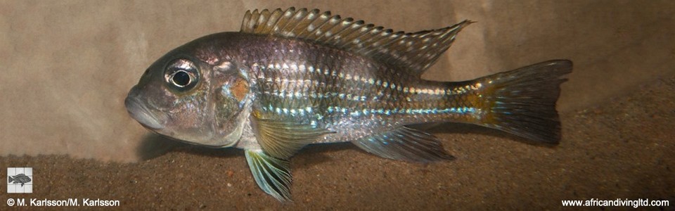 Limnochromis auritus 'Udachi'