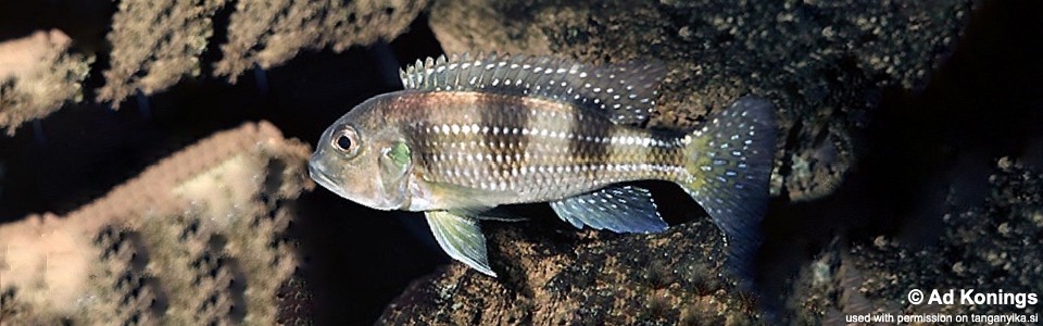 Limnochromis auritus (unknown locality)