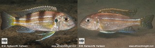 Limnochromis auritus