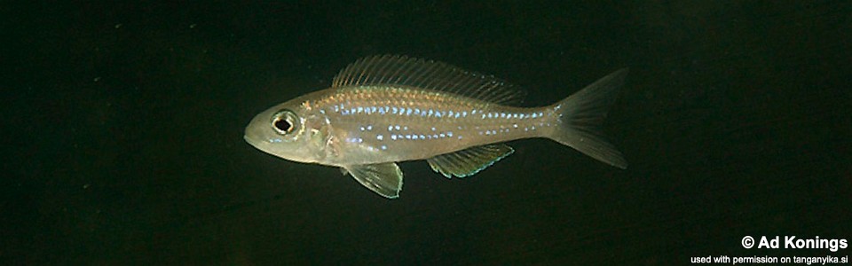 Microdontochromis rotundiventralis 'Cape Nangu'<br><font color=gray>Xenotilapia rotundiventralis 'Cape Nangu'</font>