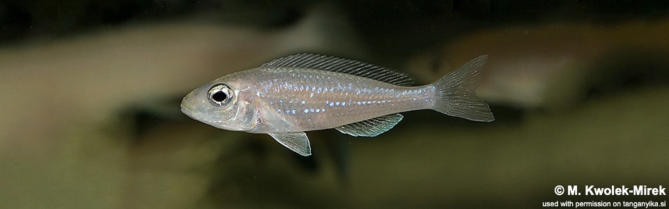 Microdontochromis rotundiventralis (unknown locality)<br><font color=gray>Xenotilapia rotundiventralis (unknown locality)</font>
