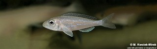 Microdontochromis rotundiventralis.jpg