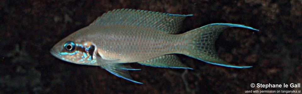 Neolamprologus brichardi 'Katabe Bay'