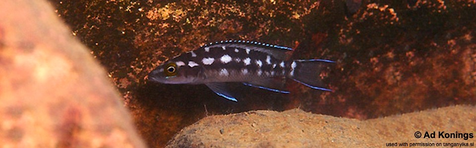 Neolamprologus buescheri 'Chituta Bay'