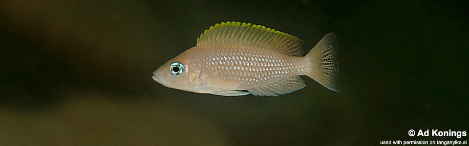 Neolamprologus caudopunctatus 'Cape Nangu'