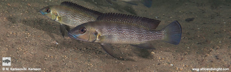 Neolamprologus cunningtoni 'Kungwe Point'<br><font color=gray>Lepidiolamprologus cunningtoni 'Kungwe Point'</font> 