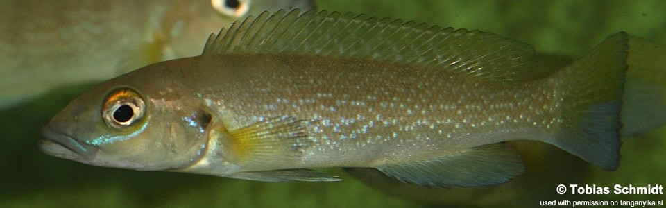 Neolamprologus cunningtoni (unknown locality)<br><font color=gray>Lepidiolamprologus cunningtoni (unknown locality)</font> 