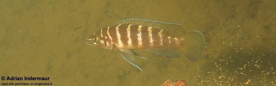 Neolamprologus cylindricus 'Chituta Bay'