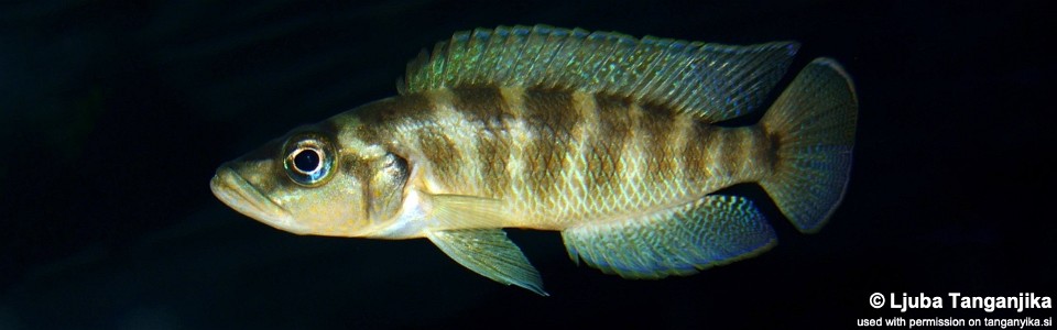 Neolamprologus fasciatus (unknown locality)<br><font color=gray>Altolamprologus fasciatus (unknown locality)</font>