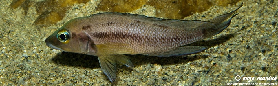 Neolamprologus furcifer  (unknown locality)