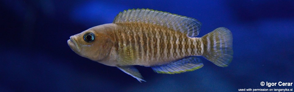 Neolamprologus multifasciatus (unknown locality)