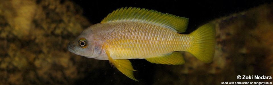 Neolamprologus mustax  (unknown locality)