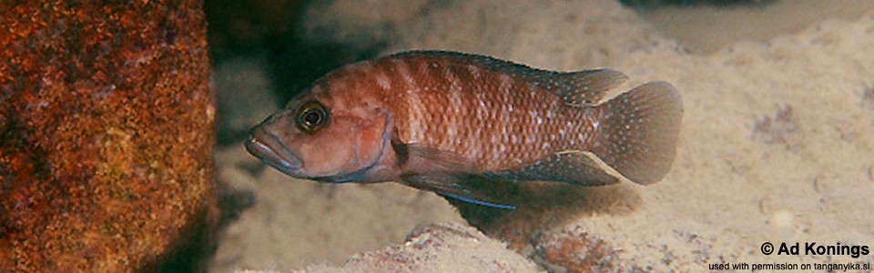 Neolamprologus obscurus 'Cape Kachese'