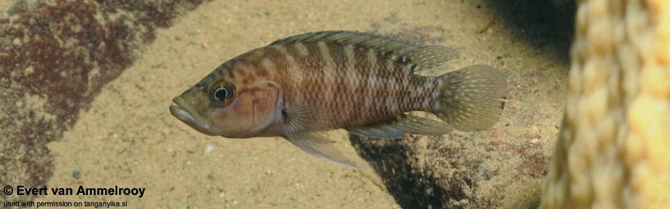 Neolamprologus obscurus (unknown locality)