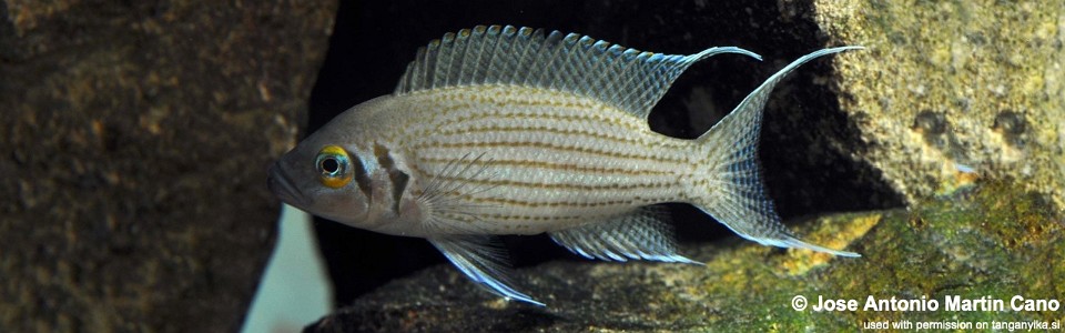 Neolamprologus cf. olivaceous (unknown locality)