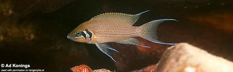 Neolamprologus pulcher 'Chituta Bay'