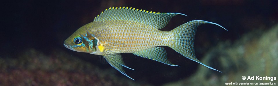 Neolamprologus pulcher 'Kabwe Nsolo'