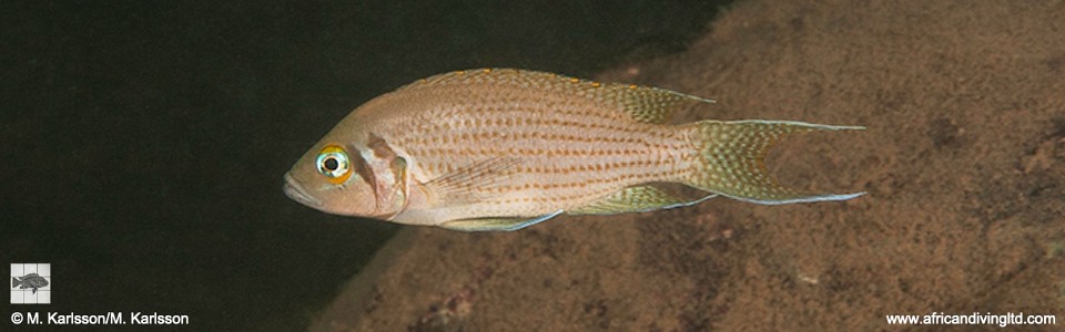 Neolamprologus pulcher 'Lamvya Bay'