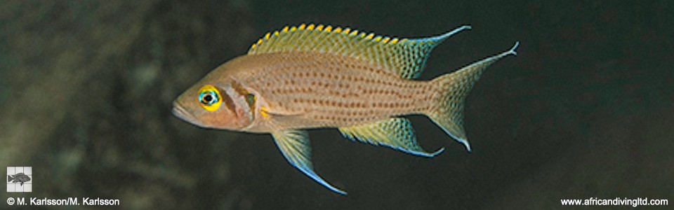 Neolamprologus pulcher 'Polombwe Bay'