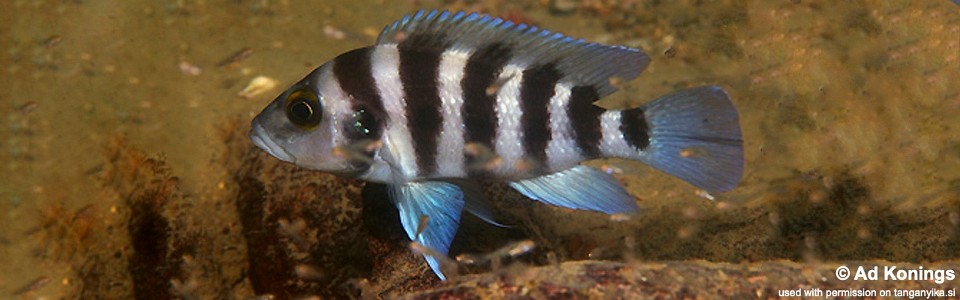 Neolamprologus sexfasciatus 'Cape Kachese'