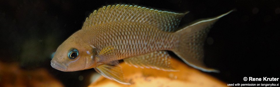 Neolamprologus sp. 'princess lyamembe' (unknown locality)<br><font color=gray>Neolamprologus sp. 'falcicula mahale' (unknown locality)</font> 