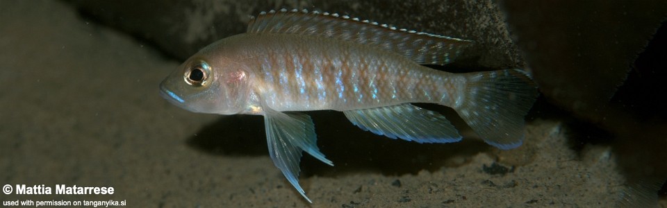 Neolamprologus sp. 'ventralis striped' Kabwe Nsolo