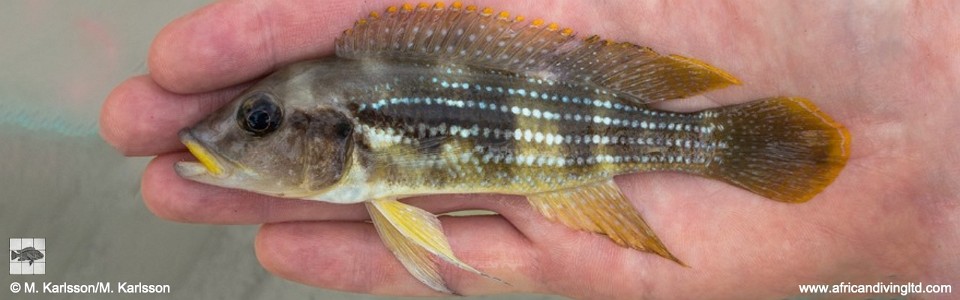 Neolamprologus tetracanthus 'Udachi'<br><font color=gray>Neolamprologus brevianalis 'Udachi'</font> 