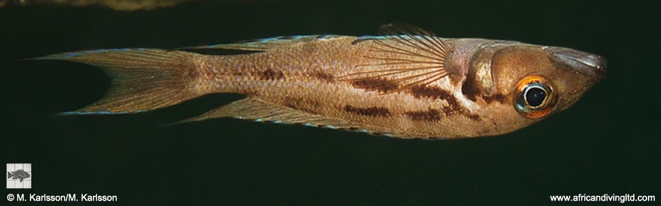 Neolamprologus timidus 'Musi Point'