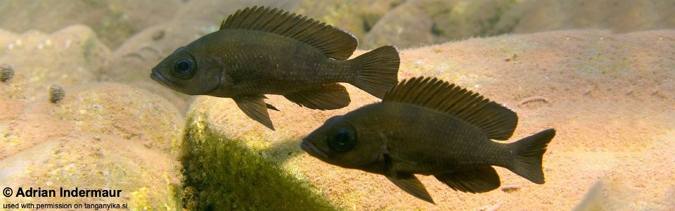 Neolamprologus toae 'Katabe Bay'<br><font color=gray>Paleolamprologus toae 'Katabe Bay'</font>