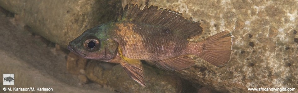 Neolamprologus toae 'Maswa Point'<br><font color=gray>Paleolamprologus toae 'Maswa Point'</font>