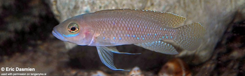 Neolamprologus ventralis (Burundi)