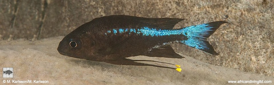 Ophthalmotilapia boops 'Kamamba Island'<br><font color=gray>Neon Stripe</font>