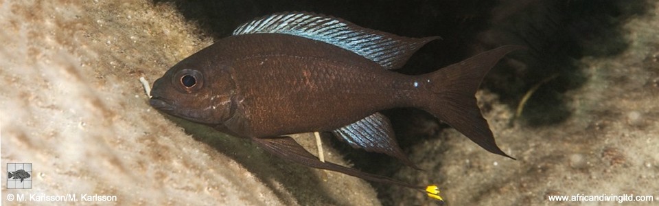 Ophthalmotilapia boops 'Kampemba Point'
