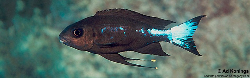Ophthalmotilapia boops 'Nkondwe Island'<br><font color=gray>Neon Stripe</font>